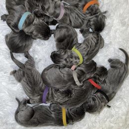 Biewer Terrier, Cane Corso, and Yorkshire Terrier Puppies from Exotic Yorkie Imports & Cessna Cane Corso