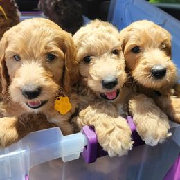 Goldendoodle Puppies from Lucky's Doodlez