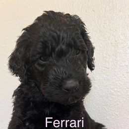 Schnoodle Puppies from Gooch Canines (Giant Schnoodles)