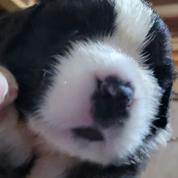 Mac Powell - Brown and white male Saint Bernard puppy in Lowpoint, Illinois from Minnie's Majestic Saints