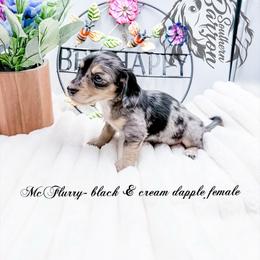 McFlurry - Dapple female Dachshund puppy in Prairieville, Louisiana from Southern Barron Danes & Dachshunds