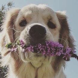 Golden Retrievers from Moonlit Meadows Golden Retrievers
