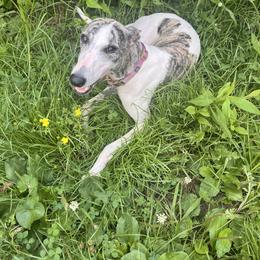 Whippet Puppies from Hertzog  Whippets