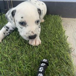 Quest - White and black male Dalmatian puppy in Sedalia, Missouri from Missouri Dalmatians