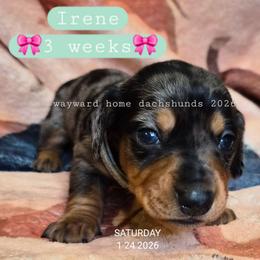 Irene - Dapple female Dachshund puppy in Harrodsburg, Kentucky from Wayward Home Dachshunds
