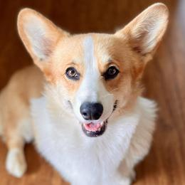 Cardigan Welsh Corgis and Pembroke Welsh Corgis from Dinger’s Dogs