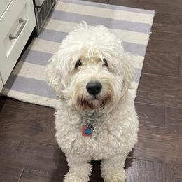 Tilly  - Goldendoodle