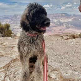 Goldendoodle Puppies from Fire Sky Kennels