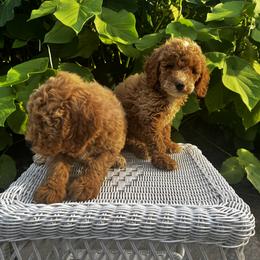 Goldendoodle Puppies from Mini Golden Doodles