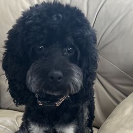 Mazie - Cockapoo