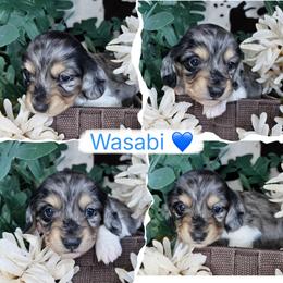 Wasabi - Dapple male Dachshund puppy in Lakeland, Florida from Buckwild Doxies