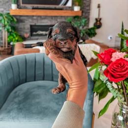 C O U G A R- teddy bear Yorkiepoo - Tri-color female Yorkipoo puppy in Pleasant View, Utah from Anchor Dogs