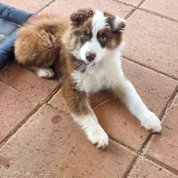 Sedona - Red tri-color female Miniature American Shepherd puppy in Shreveport   Bossier, Louisiana from Jem Miniature American Shepherds