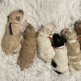 Goldendoodle, Maltipoo, and Poodle Puppies from Winchester Hills Poodles and Doodles