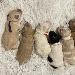 Goldendoodle, Maltipoo, and Poodle Puppies from Winchester Hills Poodles and Doodles