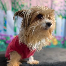 Sisi - Yorkshire Terrier