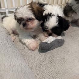 Shih Tzu Puppies from Lil Cuties Shih Tzu Parlor
