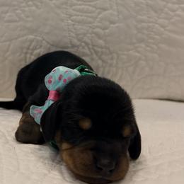 Baby Blue - Black and tan male Dachshund puppy in Orange, California from Harper’s Happy Weens