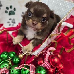 Taffy - Chocolate and tan female Chihuahua puppy in Bowdon, Georgia from Paschal's Pups