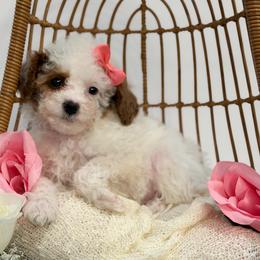 Belle - Parti female Poodle puppy in Belleville, New Jersey from TK Poodles