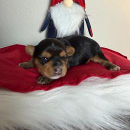 Spark - Blue and gold male Yorkshire Terrier puppy in Puyallup, Washington from Majestic Mtn Pups