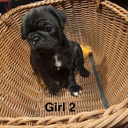 Girl 2 - Black female Pug puppy in Belmont, New Hampshire from Crazy Pugs Haven