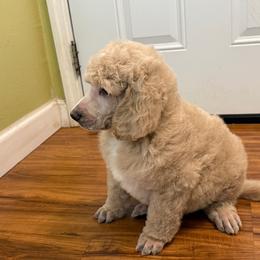 Cream boy - Cream male Poodle puppy in Groveland, Florida from Feathers and Hooves Buckley Farms