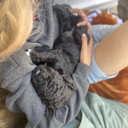 Barbet Puppies from Hydrangea Hills Farm