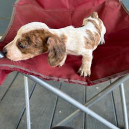 Diluc - Dapple male Dachshund puppy in Conroe, Texas from Dots Dachshunds