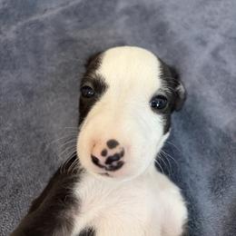 Turkey - White and black male Whippet puppy in Fort Myers, Florida from Rainbow Whippets
