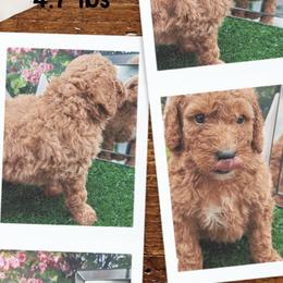 Ernie - Apricot male Goldendoodle puppy in Wayland, New York from Loris Pampered Pooches💕
