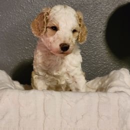 "White Wk4" Goldendoodle Puppies from Goldendoodle Breeder