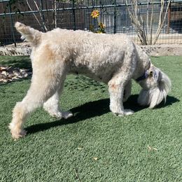 Lily - Soft Coated Wheaten Terrier