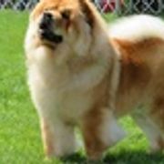 Chow Chow All Grown Up from Cameo Chows