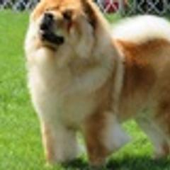 Chow Chow All Grown Up from Cameo Chows