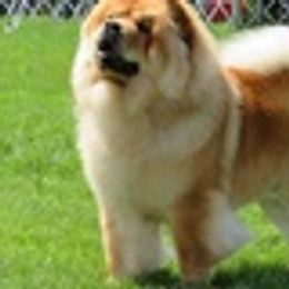 Chow Chow All Grown Up from Cameo Chows