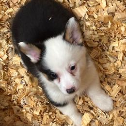 Jaguar - Black and white male American Corgi puppy in Hico, Texas from Chisholm Trail Kennels