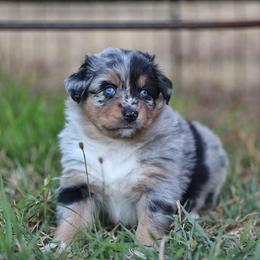 Montana - Blue merle female Australian Shepherd puppy in Olivehurst, California from Double M Aussies