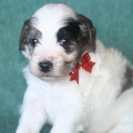Peppermint - Grey and white male Bernedoodle puppy in Burtchville, Michigan from Sparling's Doodles