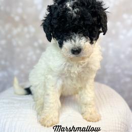 Marshmallow - Tri-color female Bernedoodle puppy in Grove, Oklahoma from Guinn Family Farms