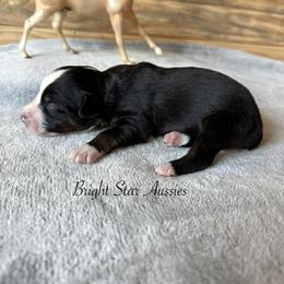 Boone Boone - Black tri-color female Australian Shepherd puppy in Newton, Mississippi from Bright Star Aussies