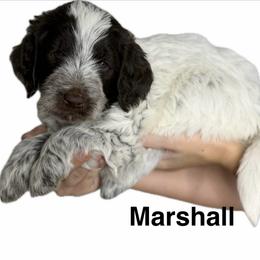 Boy 7 Marshall - Parti male Goldendoodle puppy in Newark, Ohio from Valleydayle Doodles and Wheatens
