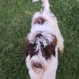 Nugget - Parti Poodle puppy in Nibley, Utah from Angel Breed Solutions