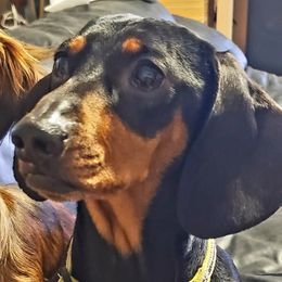 Duncan - Dachshund