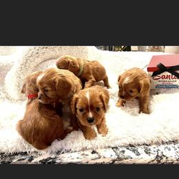 Cavalier King Charles Spaniel and Cavapoo Puppies from Texas Cavalier King Charles Spaniels Manard Enterprises