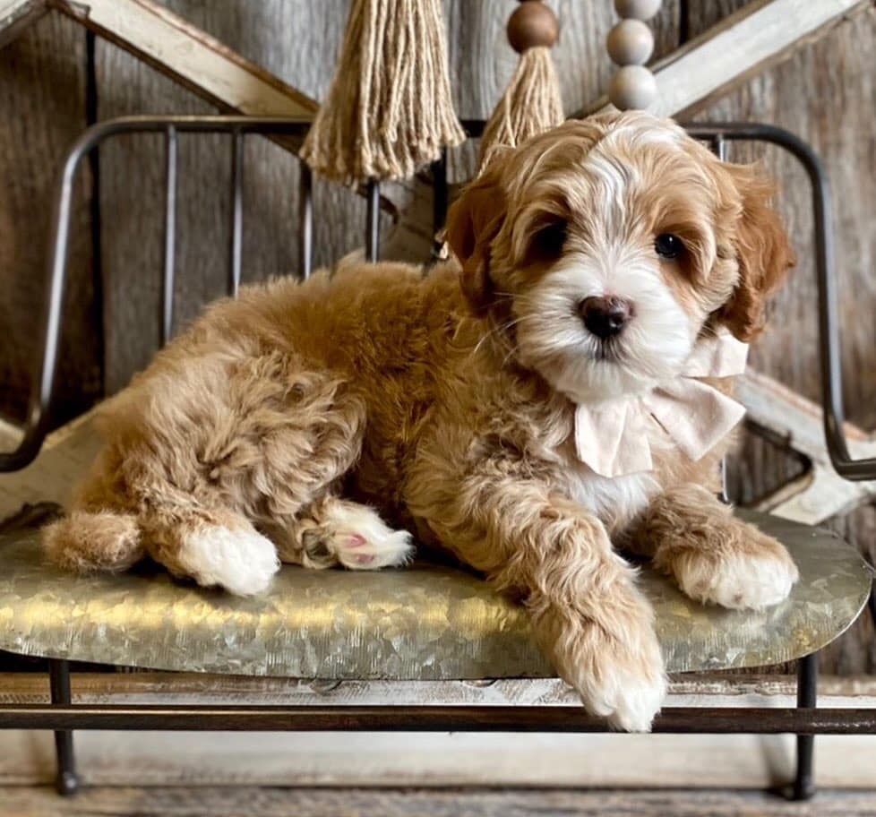 Bluegrass Country Labradoodles in Kentucky Australian Labradoodle