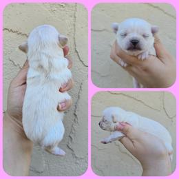 Girl 1 - Fawn female Chihuahua puppy in Vineland, New Jersey from Royal Companion's