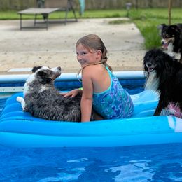 Miniature Australian Shepherd and Toy Australian Shepherd All Grown Up from Lowery’s Little Aussies