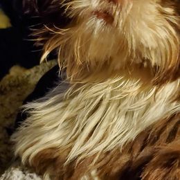 Daisy - Shih Tzu