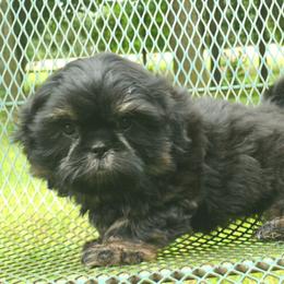 Loretta - Black and tan female Shih Tzu puppy in Wild Rose, Wisconsin from Sorenson's Shih-tzus